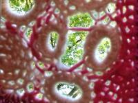 Foto: Ute Lennartz-Lembeck